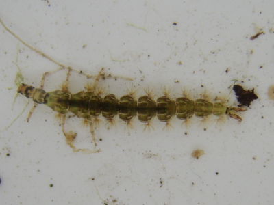 Caseless Caddis
